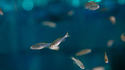 News and Notes Updates about recent collaborative efforts at Massachusetts General Hospital