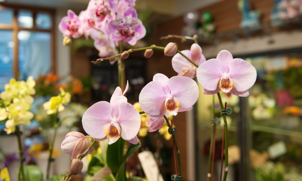Orchid display in the flower shop