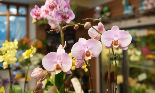 Orchid display in the flower shop