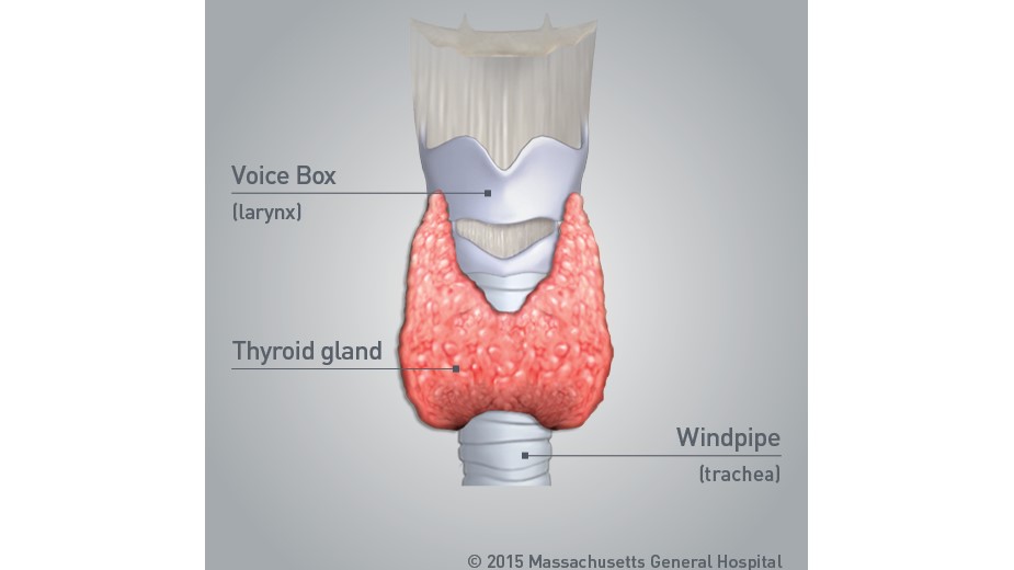 Thyroid Gland Anatomy Thyroid Gland Anatomy