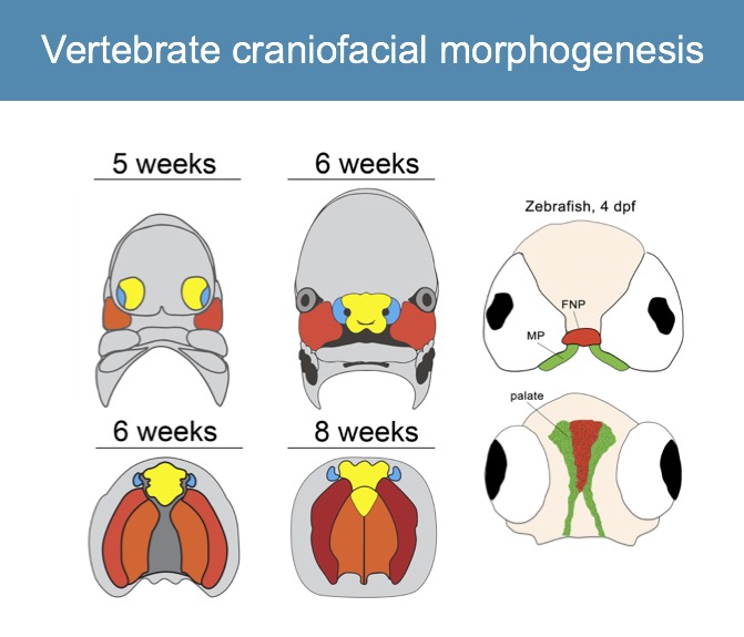 Vertebrate Craniofacial Morphgenesis