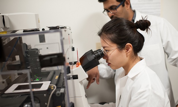 Transplantation and Organ Engineering Link opens to information on transplantation and organ engineering research