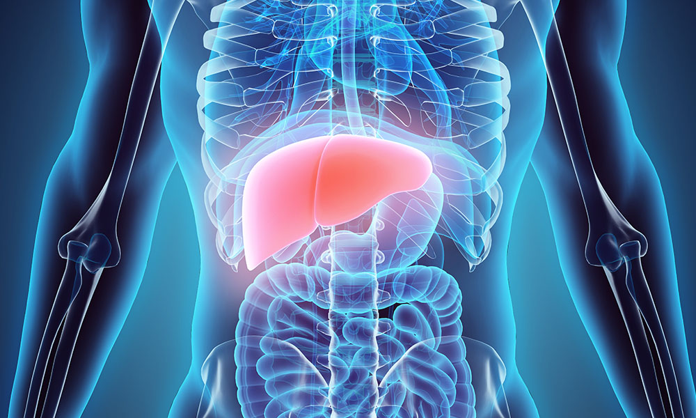 3D medical illustration of liver 3D medical illustration of liver
